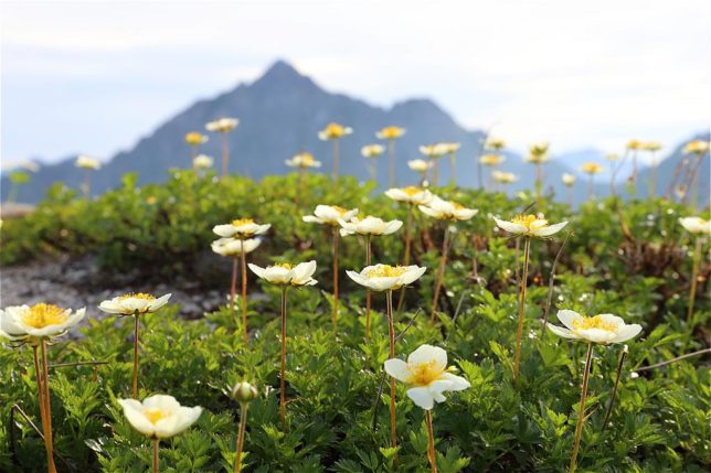 Mt.Tsurugi and Flowers